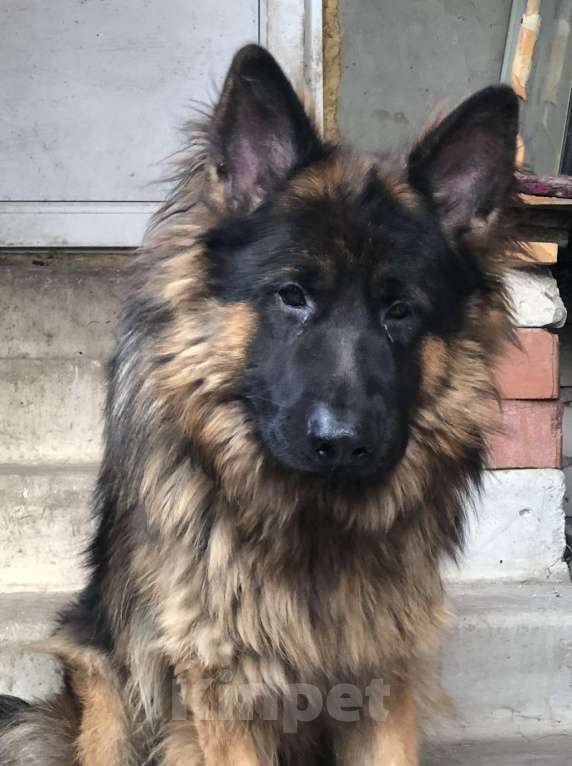 Собаки в Воронеже: пропала собака Мальчик, 5 000 руб. - фото 2