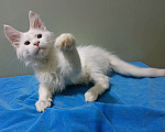 Кошки в Москве: Мейн-кун котёнок белый мальчик 3 мес. Мальчик, 50 000 руб. - фото 2