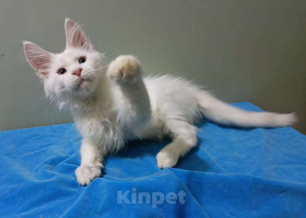 Кошки в Москве: Мейн-кун котёнок белый мальчик 3 мес. Мальчик, 50 000 руб. - фото 2