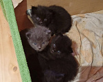 Кошки в Пущино: четыре котенка Мальчик, 1 руб. - фото 2