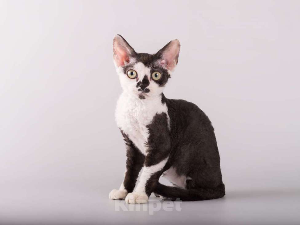 Кошки в Москве: Роскошный котенок девон-рекс  Мальчик, 37 000 руб. - фото 6