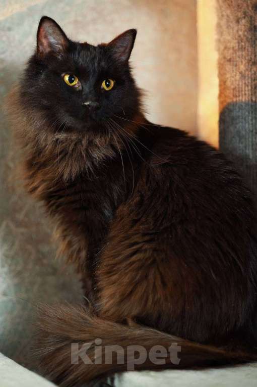 Кошки в Ивантеевке: Кошечка в добрые руки Девочка, Бесплатно - фото 3