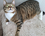 Кошки в Москве: Бруни будет на выставке-пристройстве в Москве Мальчик, Бесплатно - фото 3