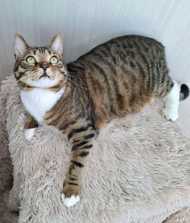 Кошки в Москве: Бруни будет на выставке-пристройстве в Москве Мальчик, Бесплатно - фото 3