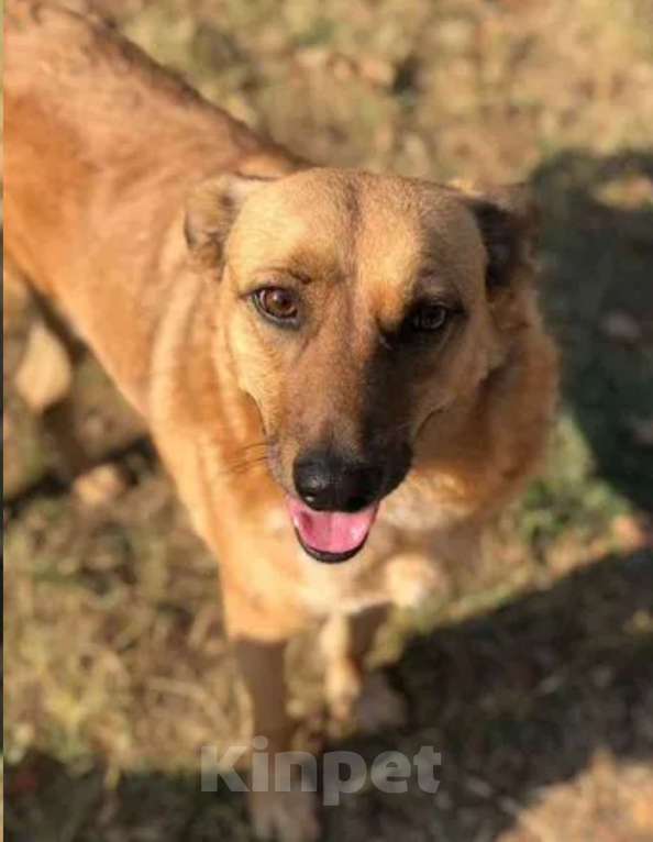 Собаки в Санкт-Петербурге: Рыжее солнышко Мальчик, 17 руб. - фото 3