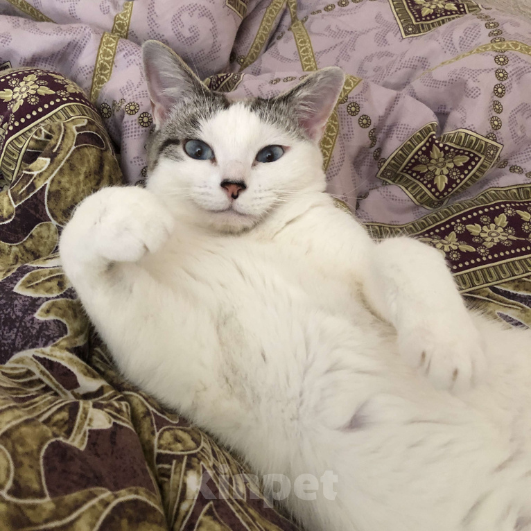 Кошки в Оренбурге: Миса Девочка, Бесплатно - фото 3