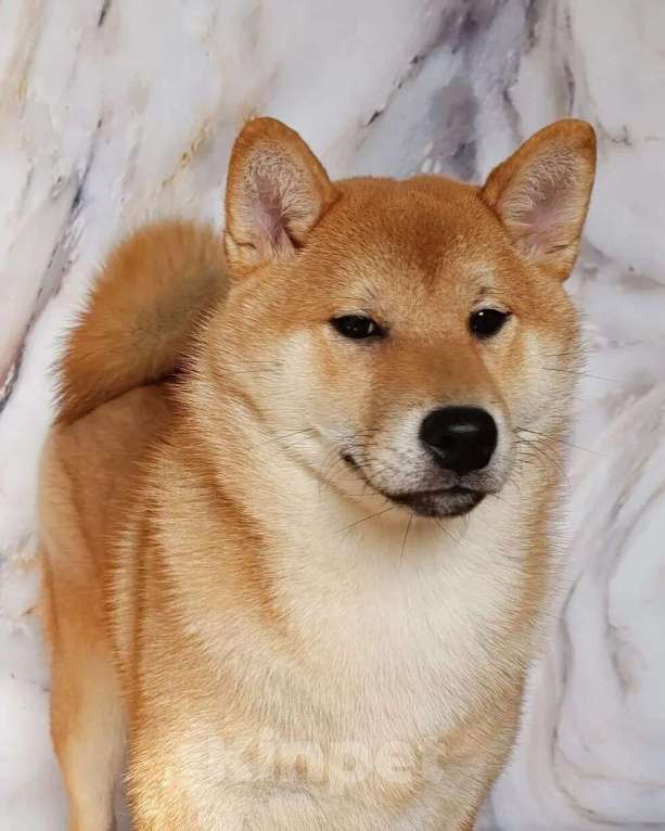 Собаки в других городах Ростовской области: щенок Сиба Мальчик, 40 000 руб. - фото 1