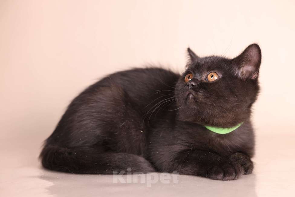 Кошки в Санкт-Петербурге: Черная британская красотка Девочка, 50 000 руб. - фото 3