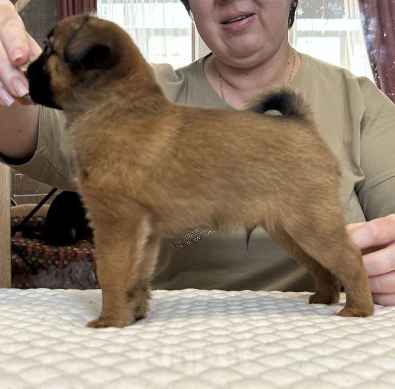 Собаки в Апрелевке: Рыжий мальчишка птишка. Мальчик, 50 000 руб. - фото 3