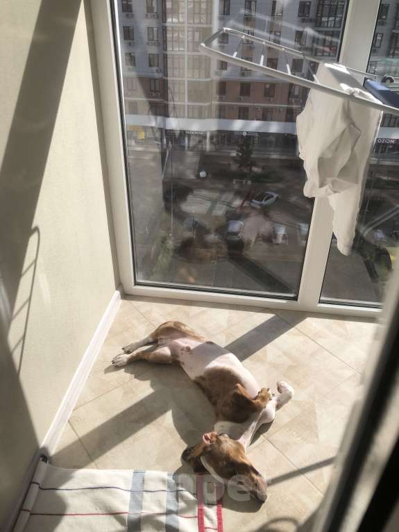 Собаки в Анапе: Друг Мальчик, 10 000 руб. - фото 1