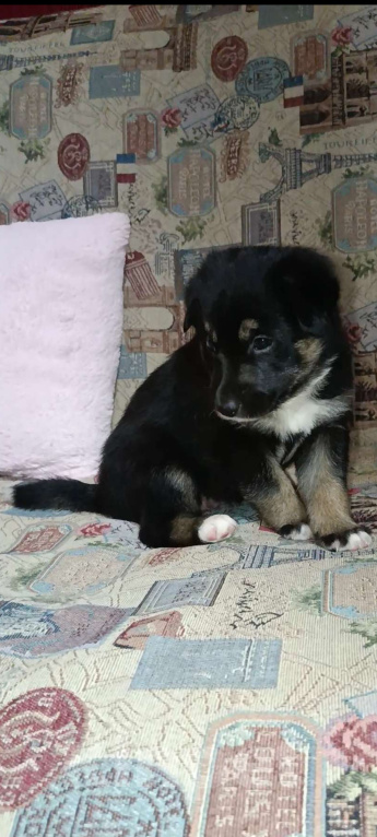 Собаки в Серпухове: Щенок в добрые руки Девочка, Бесплатно - фото 2