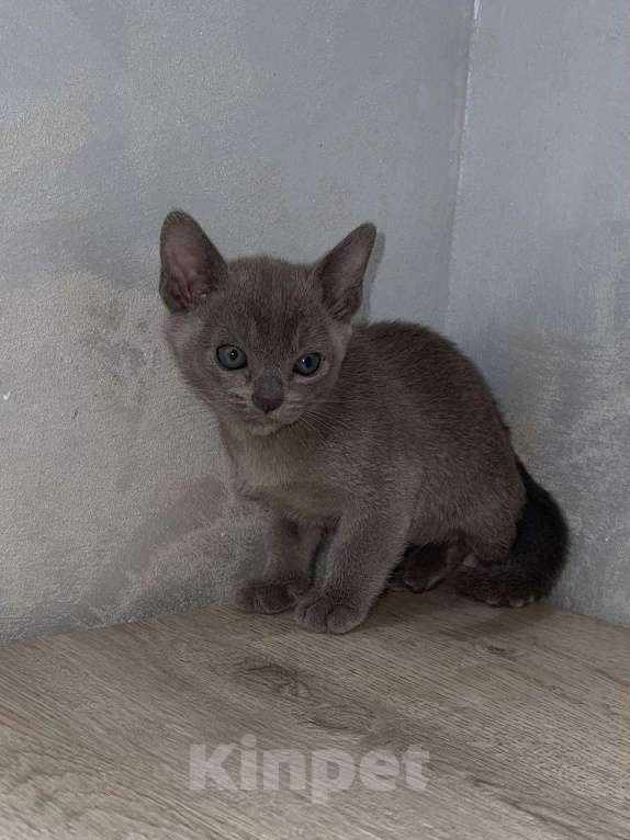 Кошки в Краснодаре: Бурманский котенок  Девочка, 20 000 руб. - фото 3