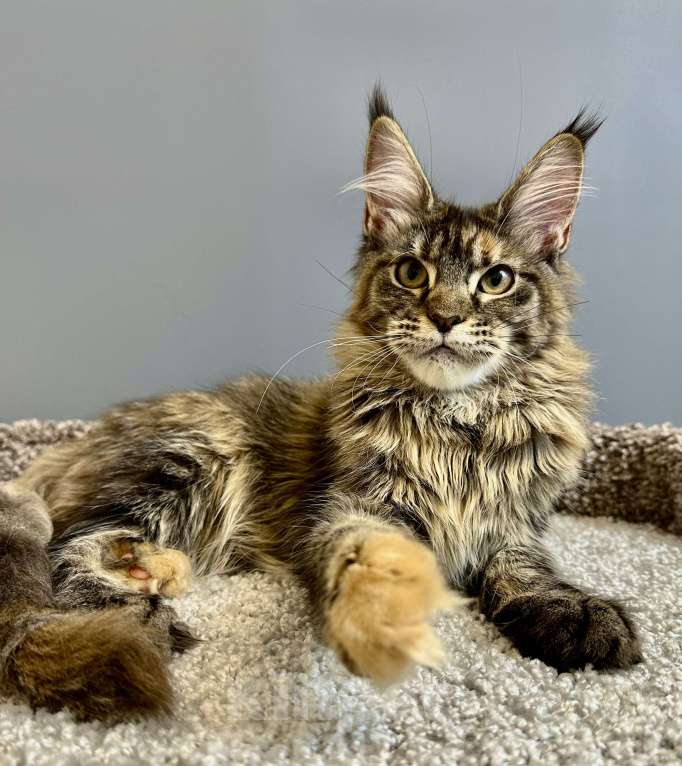 Кошки в Дедовске: Яркая, харизматичная девочка мейн-кун  Девочка, 45 000 руб. - фото 2