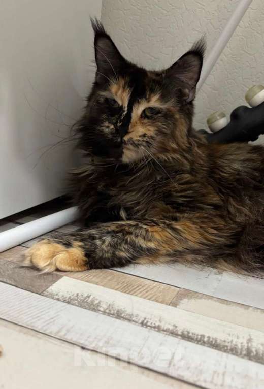 Кошки в Санкт-Петербурге: Породистая кошка мейн-кун. Девочка. Девочка, 1 000 руб. - фото 1