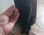 Кошки в Томске: Отдам котёнка Мальчик, 10 руб. - фото 1