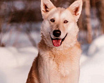 Собаки в Москве: Алтай Мальчик, 10 руб. - фото 1