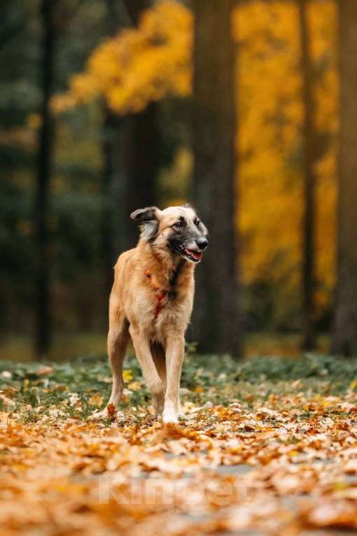 Собаки в Москве: Принцесса Сента в поиске дома! Девочка, Бесплатно - фото 3