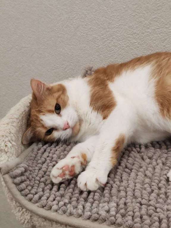 Кошки в Москве: Найдись, хозяин для ласковой Алиски Девочка, Бесплатно - фото 2