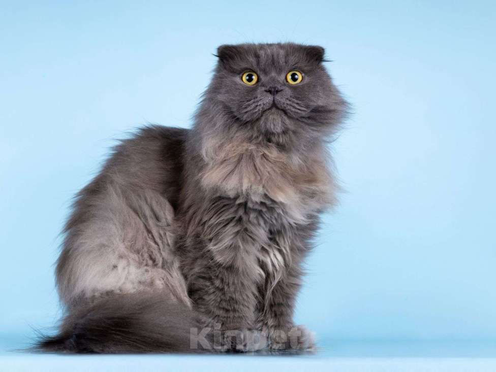 Кошки в Москве: Ласковый кот Помпон в добрые руки Мальчик, Бесплатно - фото 7