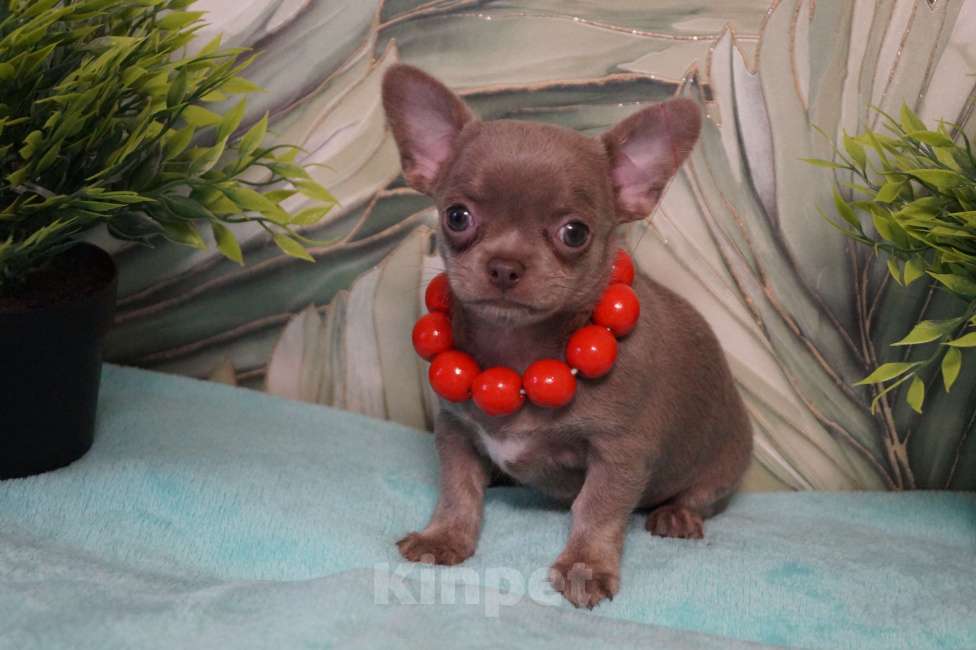 Собаки в Москве: Девочка чихуа Девочка, 35 000 руб. - фото 1