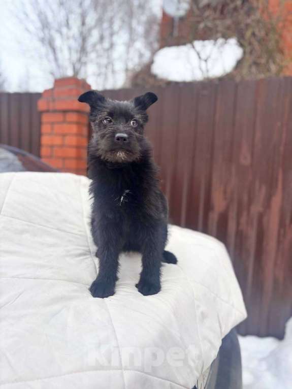 Собаки в Москве: Щенок 3х месяцев Ланча в добрые руки Девочка, Бесплатно - фото 1