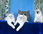 Кошки в Москве: Котята Невские маскарадные Девочка, Бесплатно - фото 3