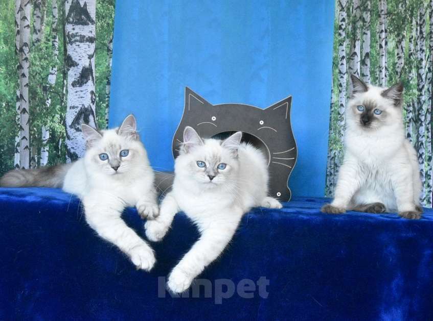 Кошки в Москве: Котята Невские маскарадные Девочка, Бесплатно - фото 3