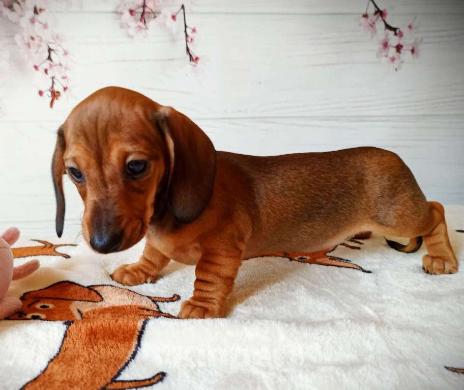 Собаки в Ростове-на-Дону: Щенок таксы кроличьей Девочка, 80 000 руб. - фото 2