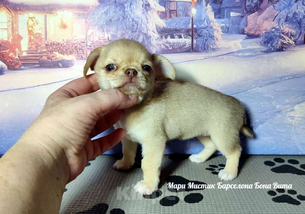 Собаки в Санкт-Петербурге: Мари Мистик Барселона Бона Вита палево соболиная Девочка, 150 000 руб. - фото 3