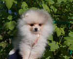 Собаки в Москве: Белый мини мальчик Мальчик, 30 000 руб. - фото 5