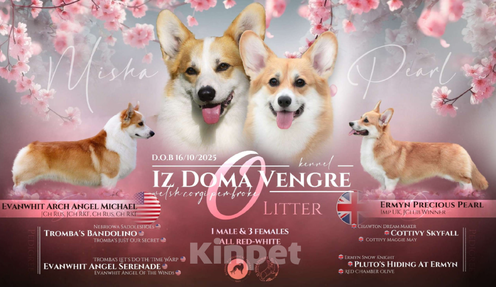 Собаки в Москве: Вельш корги пемброк единственная в своем роде по происхождению . Девочка, Бесплатно - фото 4