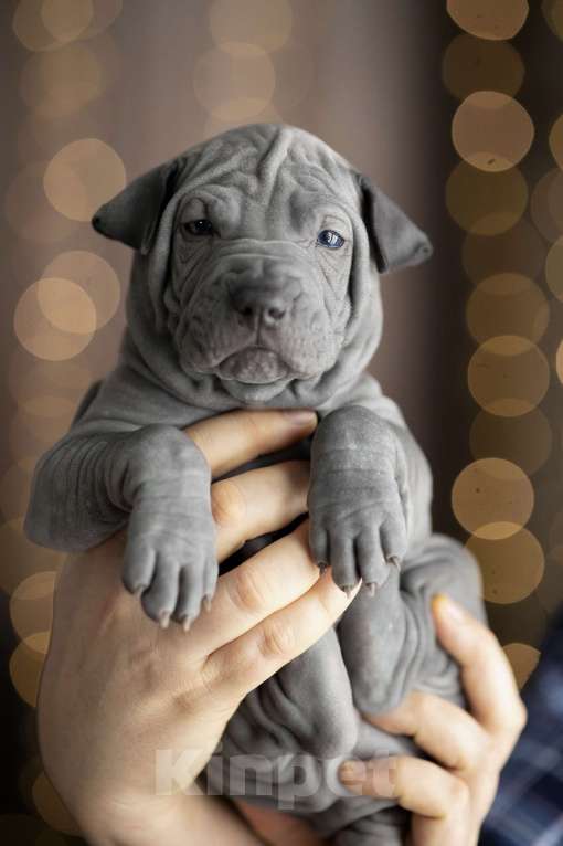 Собаки в Санкт-Петербурге: Щенок тайского риджбека шоу класса Мальчик, 150 000 руб. - фото 3