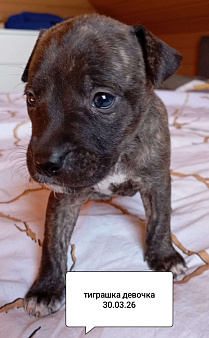 Американский питбультерьер . Девочка