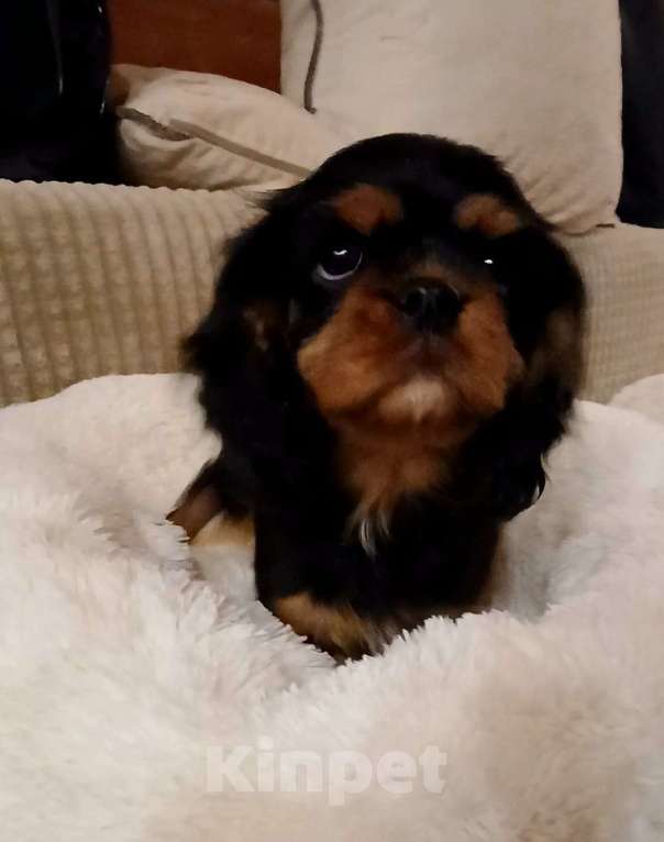 Собаки в Москве: Девочка Кавалер Кинг Чарльз спаниель Девочка, Бесплатно - фото 3