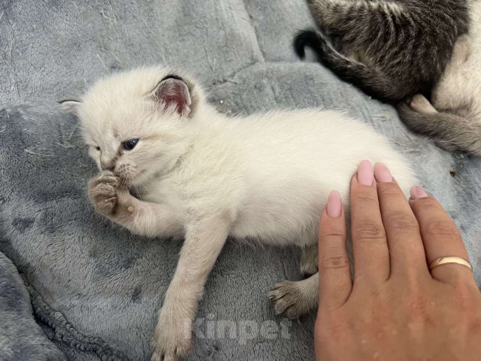 Кошки в Пензе: Беленькая красавица Девочка, Бесплатно - фото 3