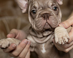 Собаки в Москве: Французский бульдог, щенок Девочка, 70 000 руб. - фото 5