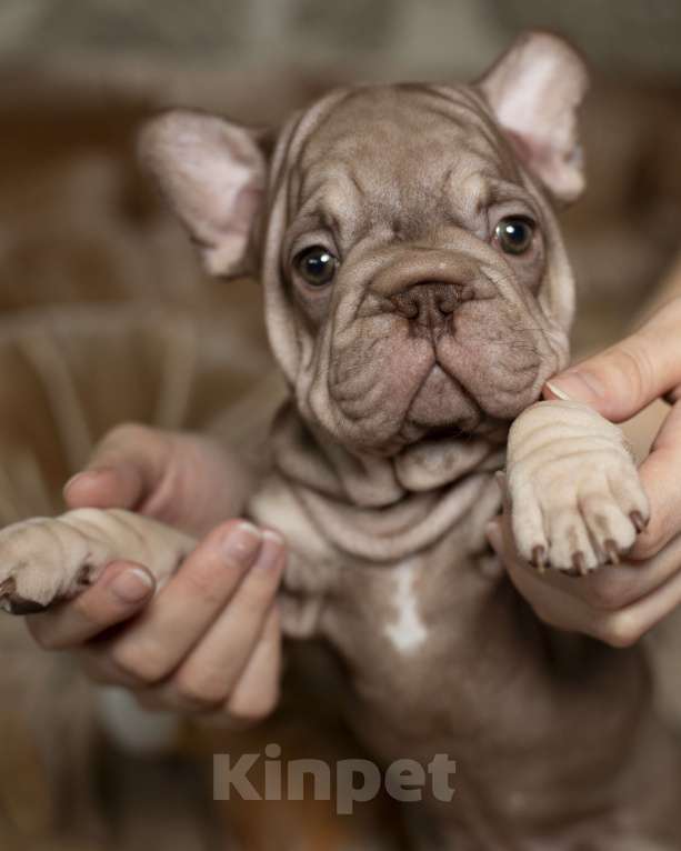 Собаки в Москве: Французский бульдог, щенок Девочка, 70 000 руб. - фото 5