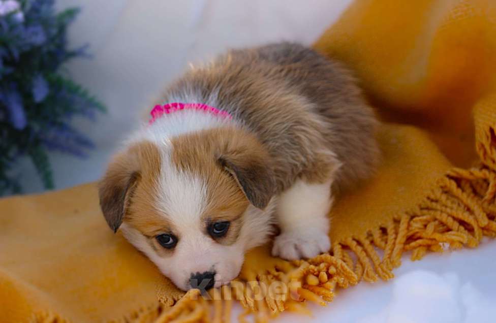 Собаки в других городах Московской области: Щенок  сука вельш корги пемброк Девочка, 60 000 руб. - фото 4