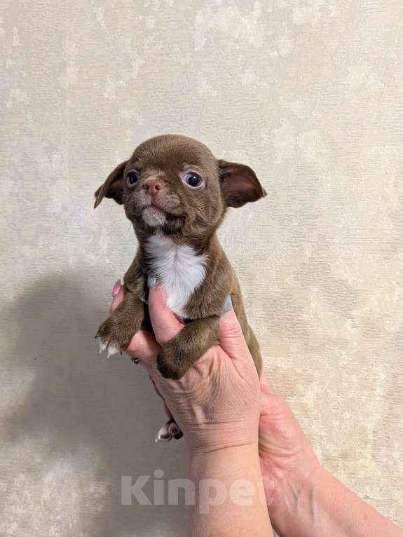 Собаки в Самаре: Продаю малышей чихуахуа, мальчики и девочки. Готовы к переезду, кушают корм. Мальчик, 23 000 руб. - фото 5