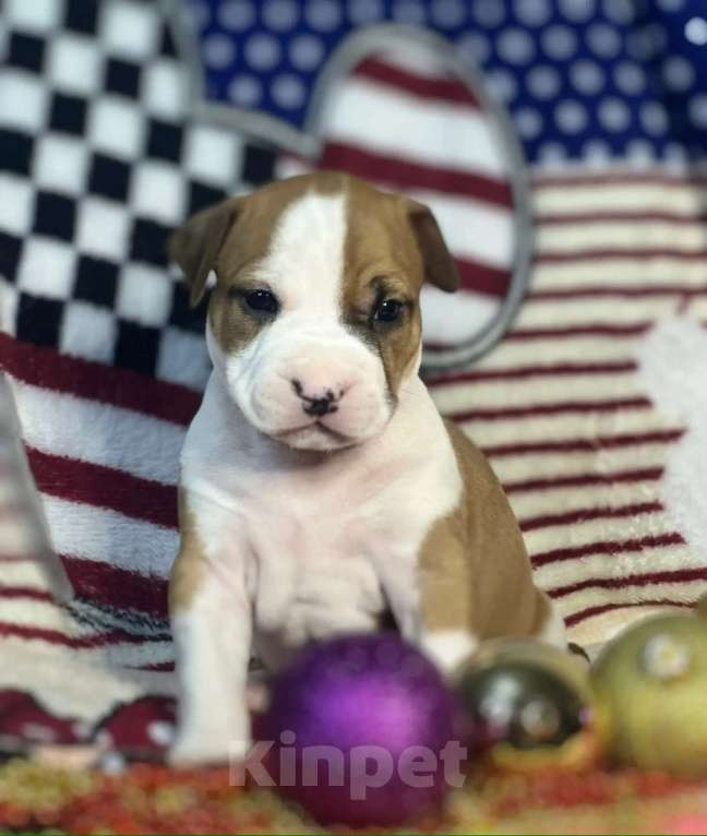 Собаки в Владивостоке: Камчатский край Мальчик, 60 000 руб. - фото 1