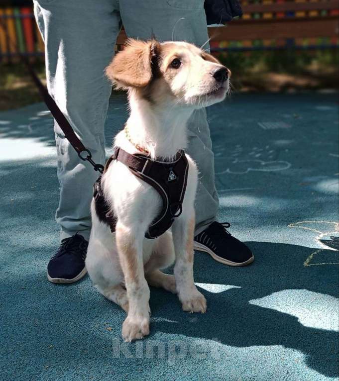 Собаки в Москве: Космический щенок Плутон Мальчик, Бесплатно - фото 7