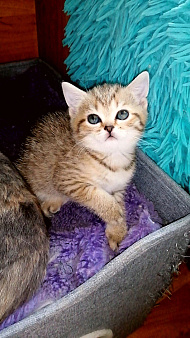 Шотландские котята шиншилла