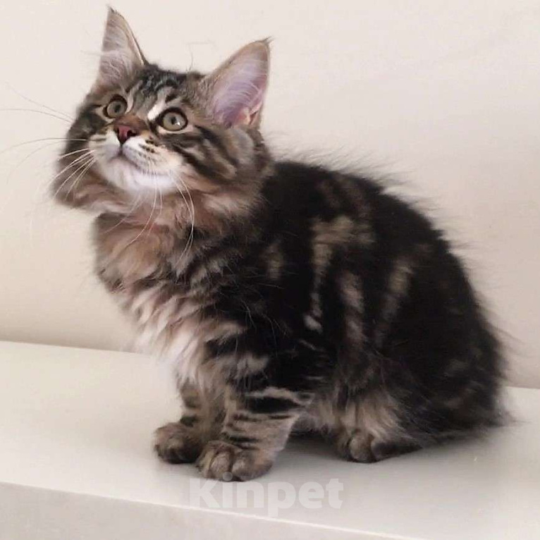 Кошки в Москве: Hunter SPAWN POINT Мальчик, 60 000 руб. - фото 9