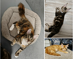 Кошки в Москве: Котята мейн-кун (рыжий мальчик, черепаховые девочки) Девочка, 20 000 руб. - фото 1