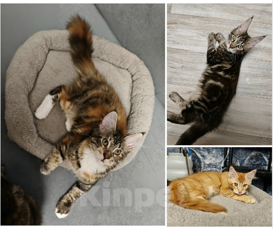 Кошки в Москве: Котята мейн-кун (рыжий мальчик, черепаховые девочки) Девочка, 20 000 руб. - фото 1