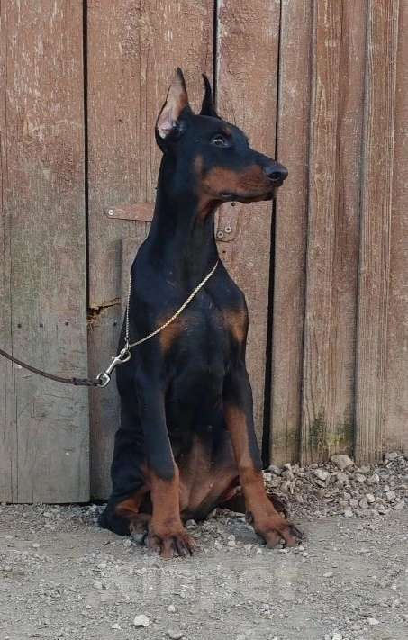 Собаки в Санкт-Петербурге: Щенок добермана Девочка, 100 000 руб. - фото 1