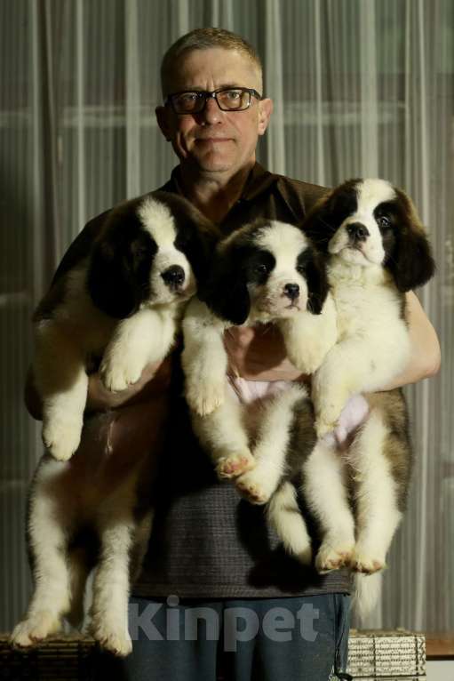 Собаки в Костроме: Щенки сенбернара, великан, друг, силач, сторож Разнополые, Бесплатно - фото 6