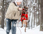 Собаки в Москве: Стася ищет дом — и сердце, в котором она снова будет нужной. Девочка, Бесплатно - фото 7