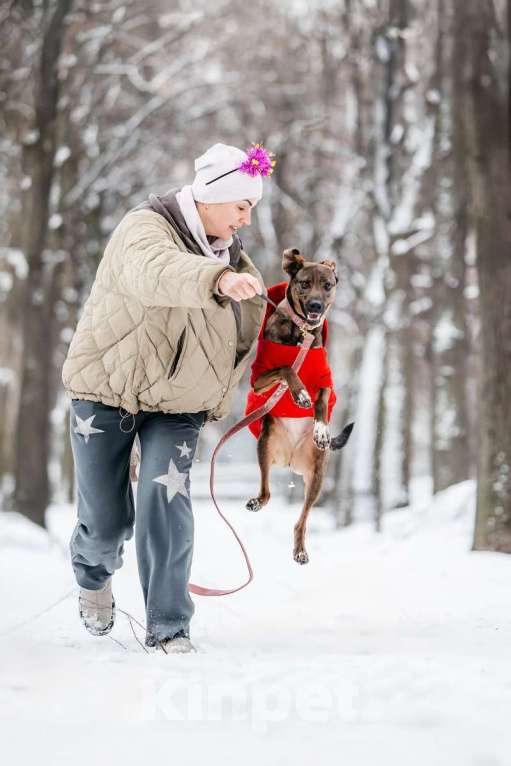 Собаки в Москве: Стася ищет дом — и сердце, в котором она снова будет нужной. Девочка, Бесплатно - фото 7