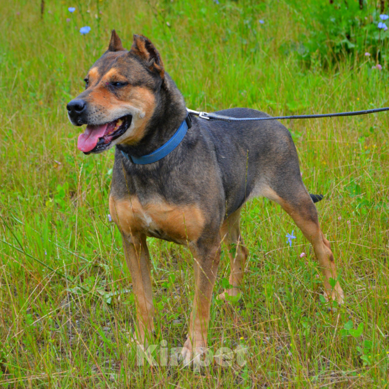 Собаки в Москве: Рита Девочка, Бесплатно - фото 2